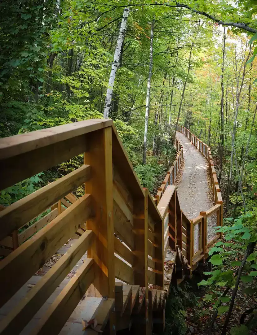 Escalier de bois avec rampes descendant à travers la forêt et bouleaux – sentier Parc du Grand-Coteau par BGC