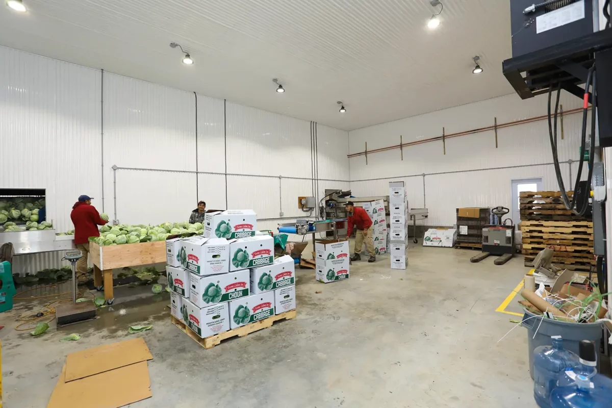 Travailleurs emballant des choux dans l'entrepôt de légumes – construction agricole Saint-Alexis par Gestion BGC